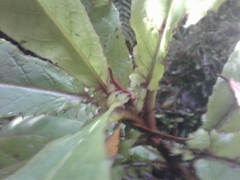 Brachyglottis hectorii