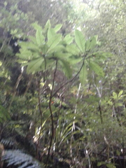 Brachyglottis hectorii