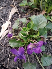 Viola odorata