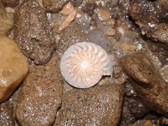 Therasia traversi