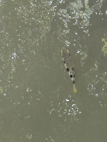 Spotted Archerfish