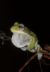 Gastrotheca cuencana