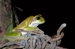 Gastrotheca cuencana