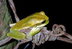 Gastrotheca cuencana