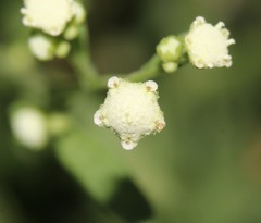 Parthenium hysterophorus