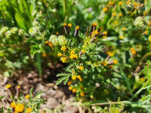 Tagetes multiflora, photograph 2