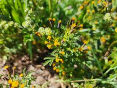 Tagetes multiflora, photograph (c) GREGORY ANTHONY PAUCA TANCO, some rights reserved (CC BY)