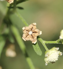 Parthenium hysterophorus