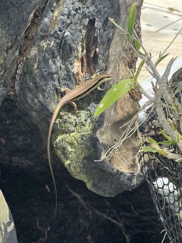 Longtail Mabuya