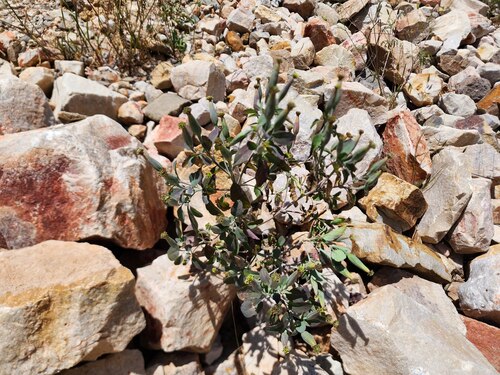 yerba porosa