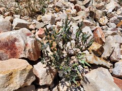 Porophyllum ruderale, photograph (c) GREGORY ANTHONY PAUCA TANCO, some rights reserved (CC BY)