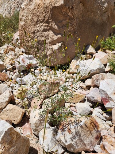 Bidens exigua