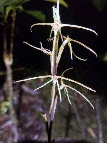 Cryptostylis arachnites iNat (3)