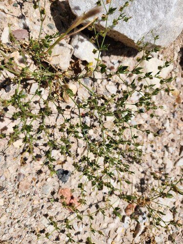 Fagonia chilensis