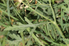 Parthenium hysterophorus