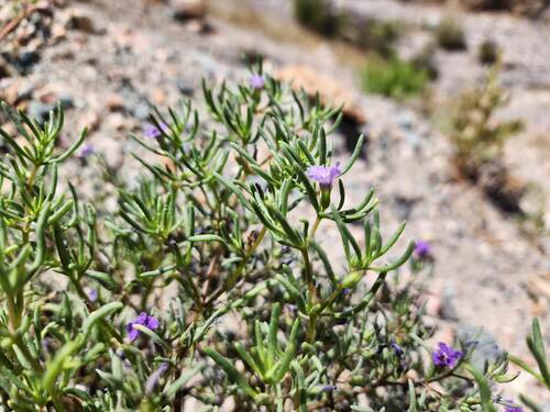 Nolana spergularioides