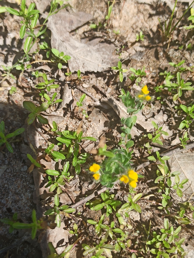 Small-flower Trefoil