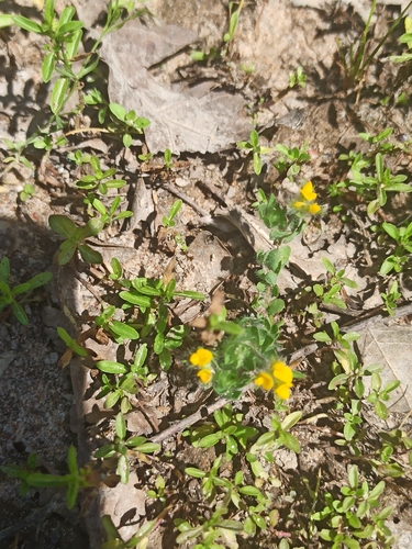 Small-flower Trefoil