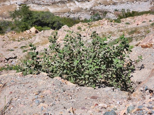 Heliotropium rufipilum