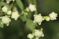 Parthenium hysterophorus