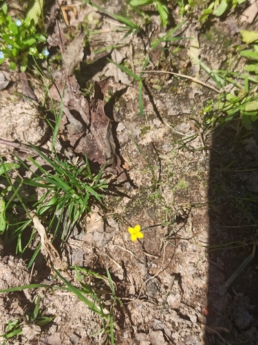 Yellow centaury