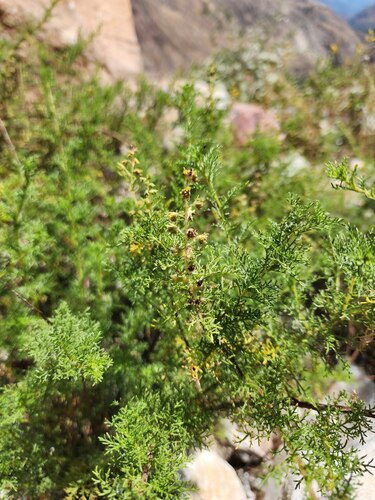 common ragweed