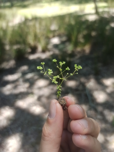 Allseed
