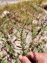 Ambrosia peruviana, photograph (c) GREGORY ANTHONY PAUCA TANCO, some rights reserved (CC BY)