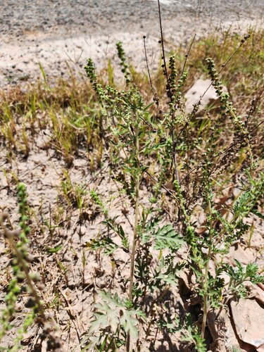 Peruvian Ragweed