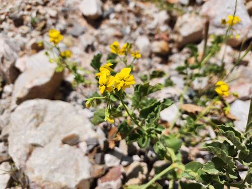 Solanum pennellii