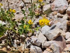 (c) GREGORY ANTHONY PAUCA TANCO, some rights reserved (CC BY) Solanum pennellii, photograph (c) GREGORY ANTHONY PAUCA TANCO, some rights reserved (CC BY)