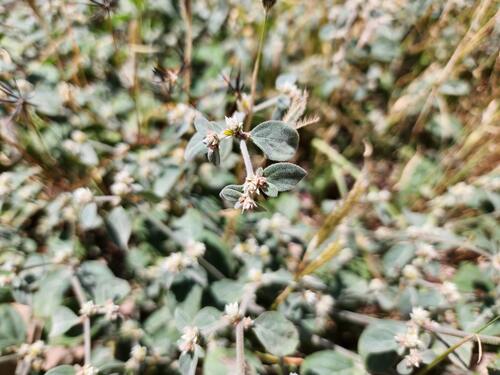 Alternanthera albotomentosa observed 2026-04-03