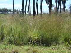 Andropogon lateralis