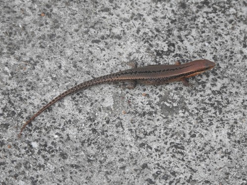 Inger's Mabuya, Eutropis clivicola