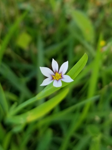 Sisyrinchium exile iNat (1)