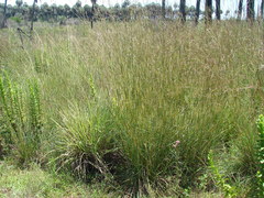 Andropogon lateralis
