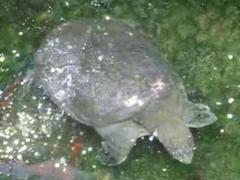 Red River Giant Softshell Turtle photo 2