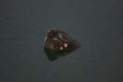 Red River Giant Softshell Turtle photo 4
