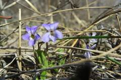 Viola hirta