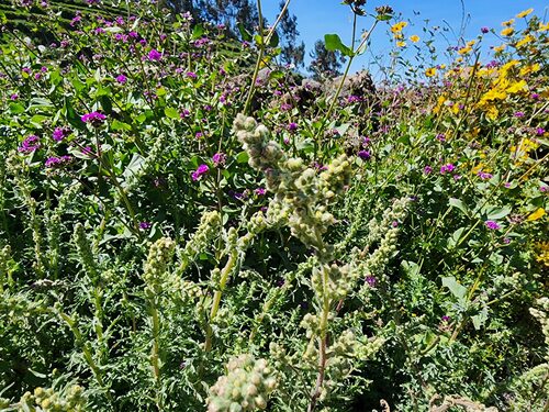 Mirabilis expansa, photograph 1