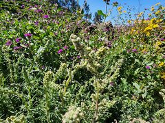 Mirabilis expansa, photograph (c) GREGORY ANTHONY PAUCA TANCO, some rights reserved (CC BY)
