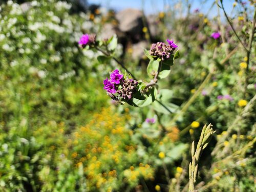 Mirabilis expansa, photograph 2