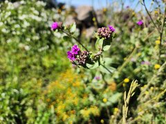 Mirabilis expansa, photograph (c) GREGORY ANTHONY PAUCA TANCO, some rights reserved (CC BY)