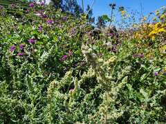 Mirabilis expansa