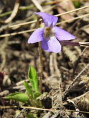 Viola hirta