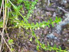 Galium corymbosum