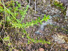 (c) GREGORY ANTHONY PAUCA TANCO, some rights reserved (CC BY) Galium corymbosum, photograph (c) GREGORY ANTHONY PAUCA TANCO, some rights reserved (CC BY)