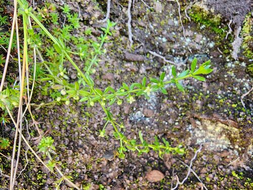 Galium corymbosum, photograph 2