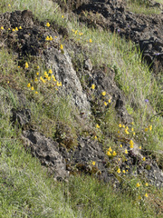 Erythranthe glaucescens