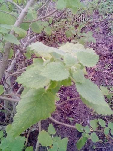 Tetradenia riparia iNat (3)